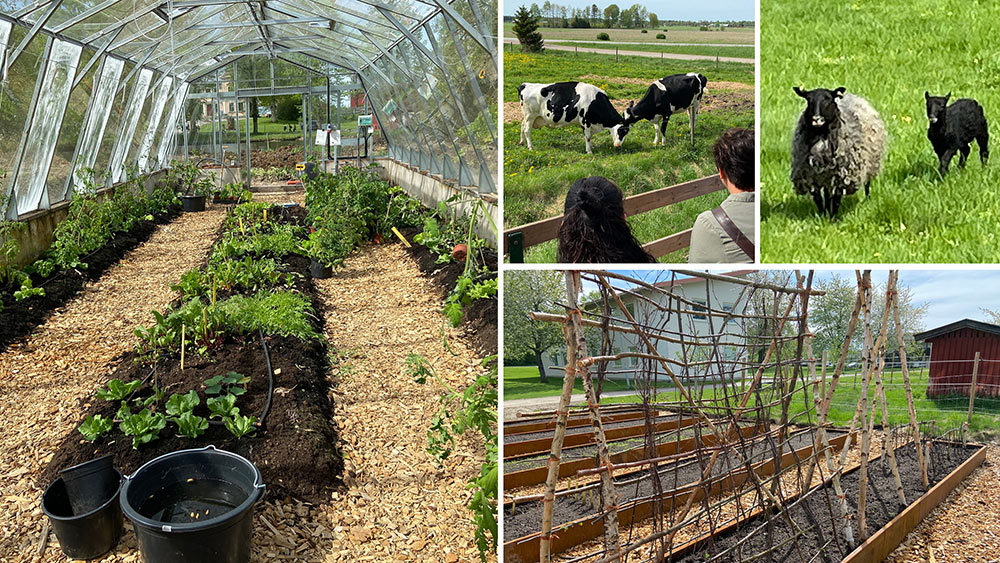 Kollage med växthusodling, kor, får och odling i pallkrage