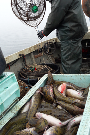 Låda med fångad lake på en mindre fiskebåt.