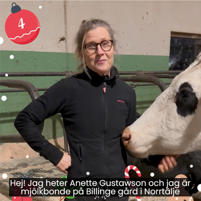 Lucka 4. Mjölkbonde Anette Gustawson står i ladugårdsmiljö med en ko