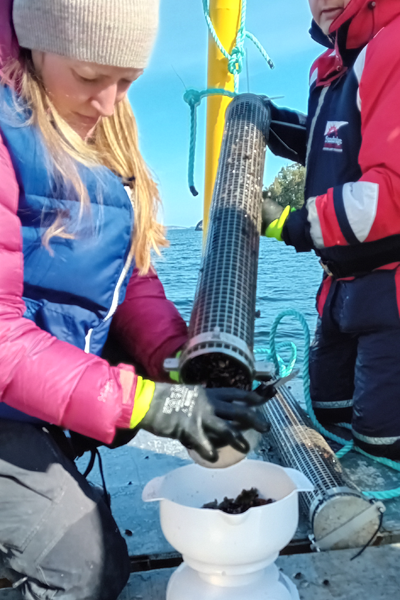 Kvinna i flytväst tar upp musslor från odling.