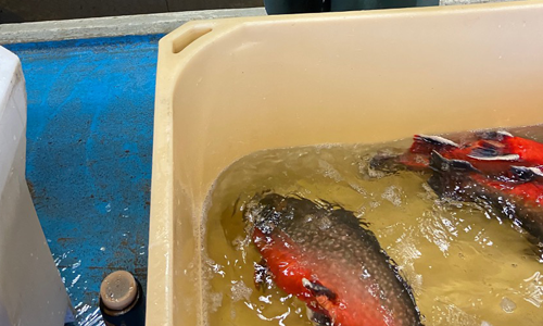 Två rödingar i en vit plastbalja med vatten.