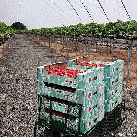 Jordgubbar i kartonger inne i en odlingstunnel