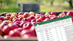 Grossistfil i Excel, med äpplen i bakgrunden