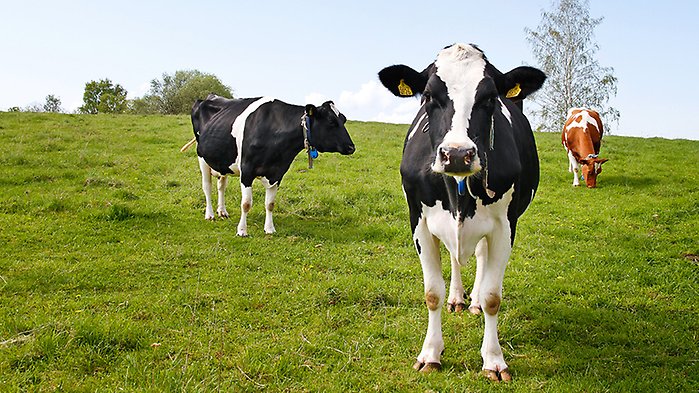 Kor på bete, i en hage