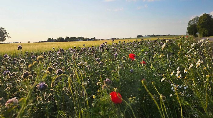 Vy över ett fält med en blommande kantzon.