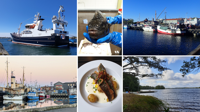 Ett collage med bilder som visar fiskebåtar, hamnmiljöer och tillagad fisk.