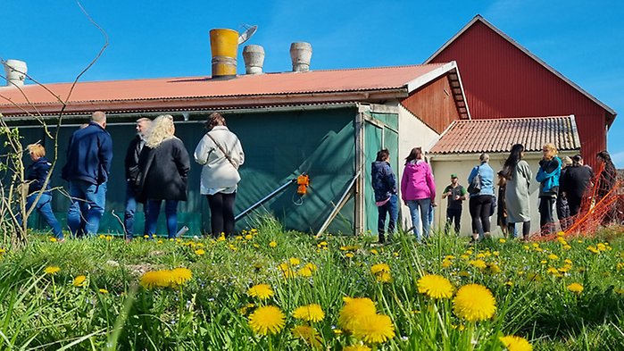 Gårdsbesök hos en kycklinguppfödare, människor som står och samtalar utanför stallarna.