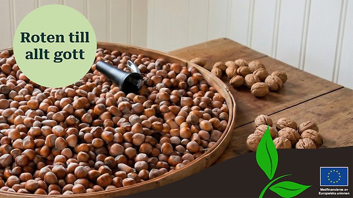 Skål med hasselnötter