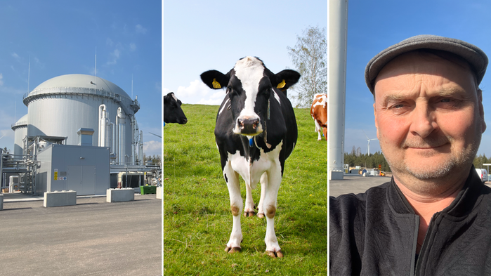 Biogasanläggning, ko, man med keps