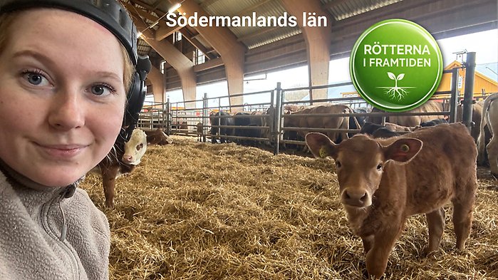 Kvinna i ladugård med kalv i bakgrunden