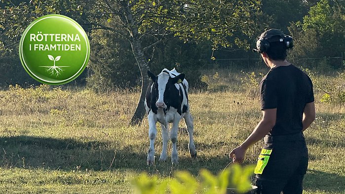 Lantbrukare med kalv i en hage
