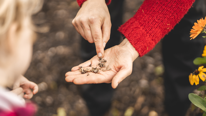 En person håller fram en hand med fröer i handflatan.