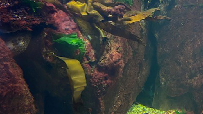 Undervattensbild på tång.