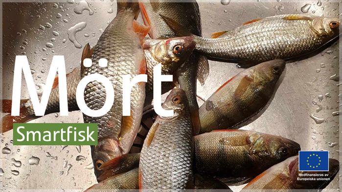 Smartfisk Mört