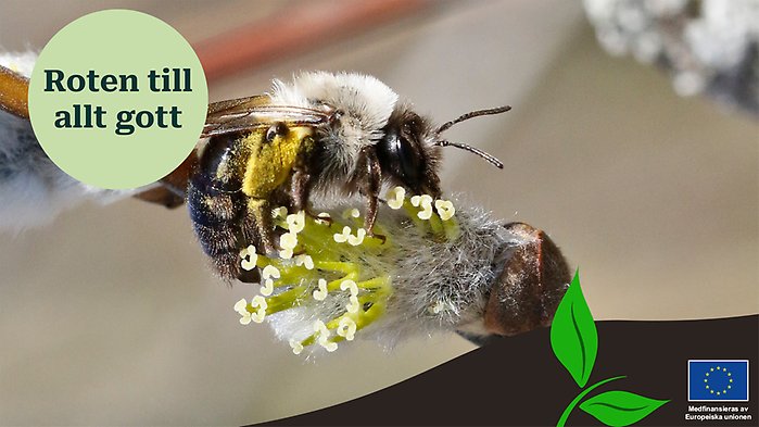 Ett bi på en gul blomma