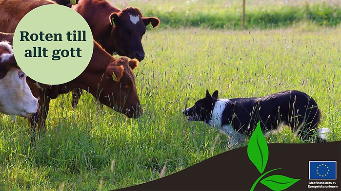 Vallhund möter ko på äng. De ser varandra i ögonen.