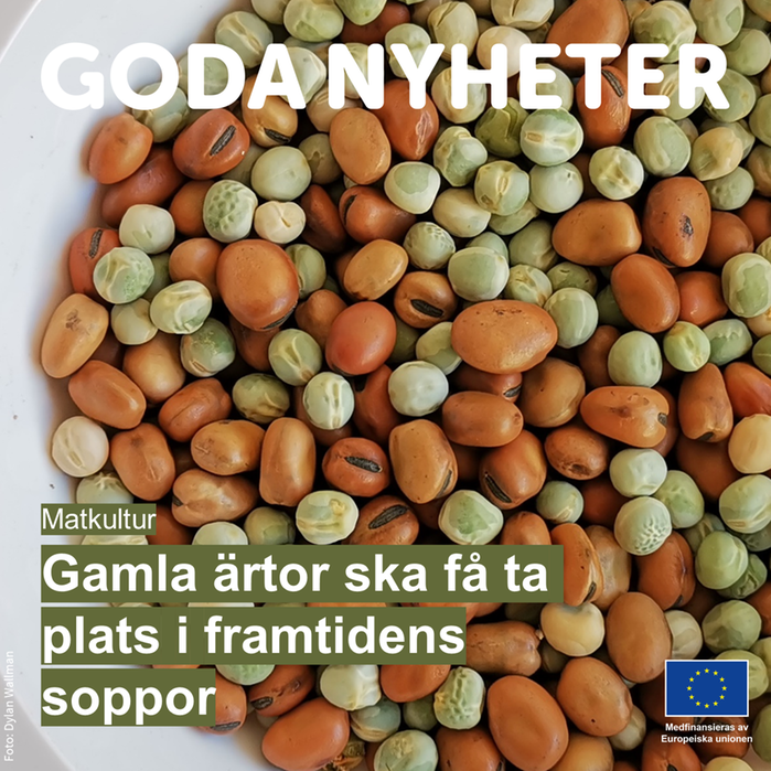 Olika torkade ärtor. Text: Goda nyheter: Gamla ärtor ska få ta plats i framtidens soppor.