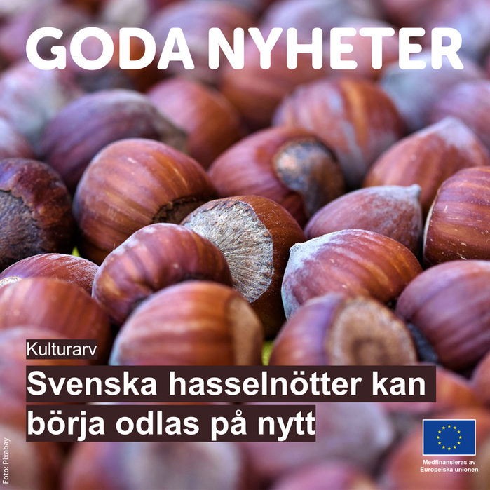 Haselnötter. Text: Goda nyheter. Svenska hasselnötter kan börja odlas på nytt