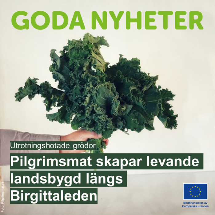 En hand som håller en knippe grönkål. Text: Goda nyheter. Pilgrimsmat skapar levande landsbygd längs Birgittaleden