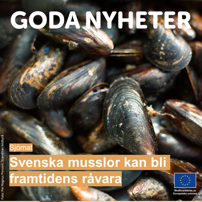 Musselodling med fyra nät i vattnet.