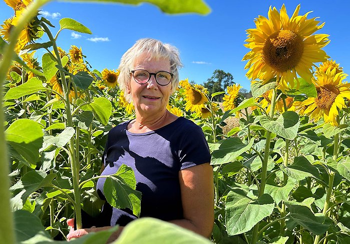 Eva Sundberg står i en odling av solrosor och tittar in i kameran