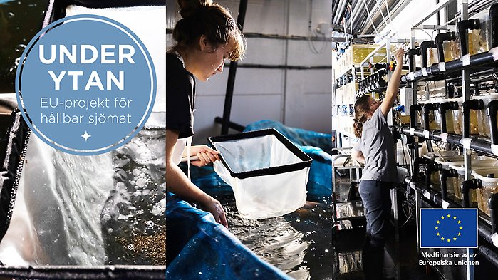 Bilder från yngelproduktionen.