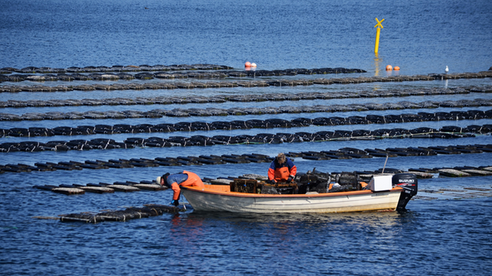 Två män i en mindre båt utför arbete vid en ostronodling till havs.